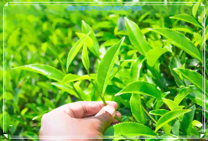 喝普洱茶饼子苦-喝普洱茶饼子苦吗