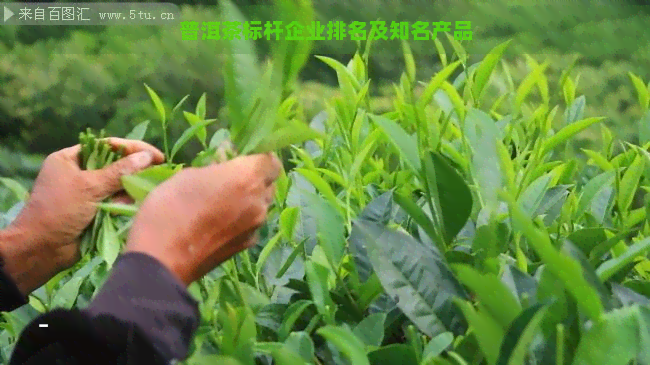 普洱茶标杆企业排名及知名产品