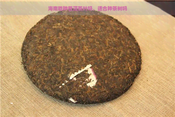 海南能种普洱茶叶吗，适合种茶树吗