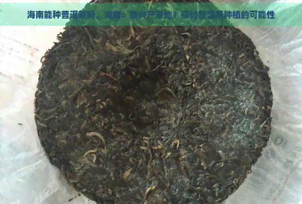 海南能种普洱茶吗，海南：新兴产茶地？探讨普洱茶种植的可能性