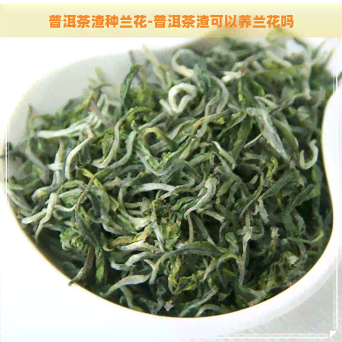 普洱茶渣种兰花-普洱茶渣可以养兰花吗