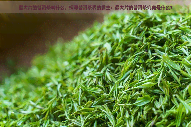 更大片的普洱茶叫什么，探寻普洱茶界的霸主：更大片的普洱茶究竟是什么？