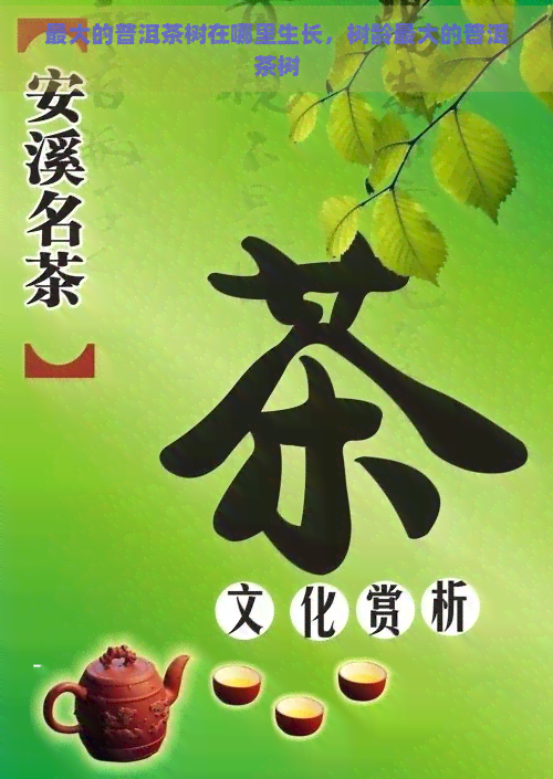 更大的普洱茶树在哪里生长，树龄更大的普洱茶树