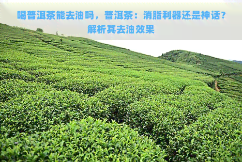 喝普洱茶能去油吗，普洱茶：消脂利器还是神话？解析其去油效果