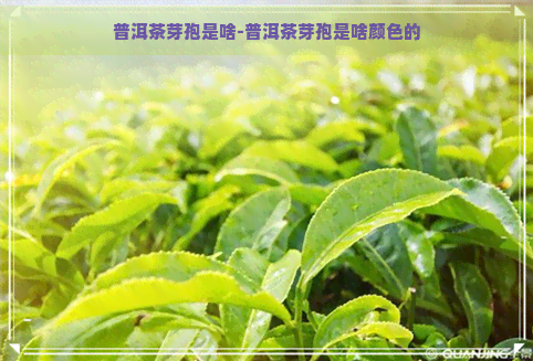 普洱茶芽孢是啥-普洱茶芽孢是啥颜色的