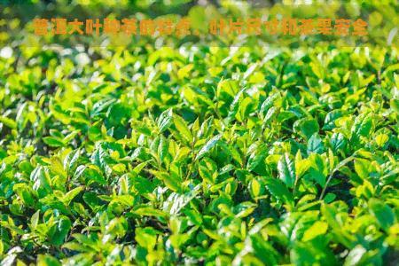 普洱大叶种茶的特点、叶片尺寸和茶果安全