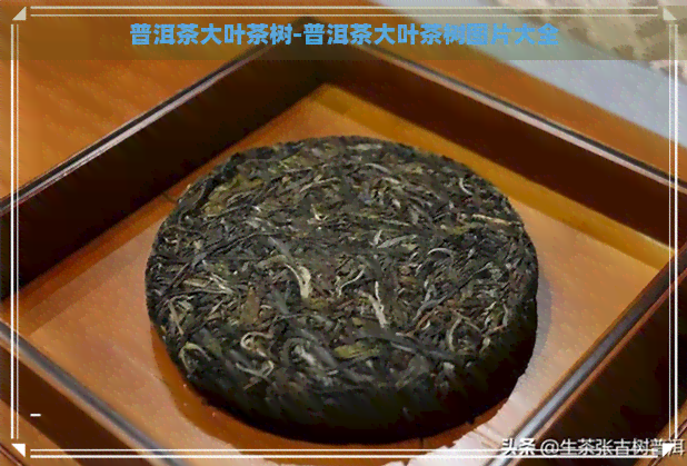 普洱茶大叶茶树-普洱茶大叶茶树图片大全