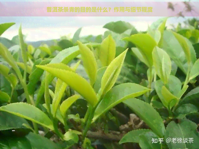 普洱茶杀青的目的是什么？作用与细节程度