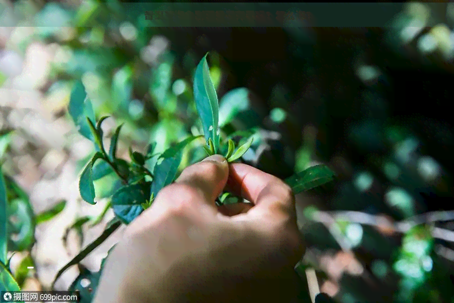 普洱茶泡金刚菩提子有用吗？怎么泡？