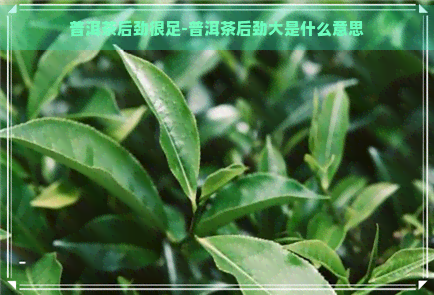 普洱茶后劲很足-普洱茶后劲大是什么意思