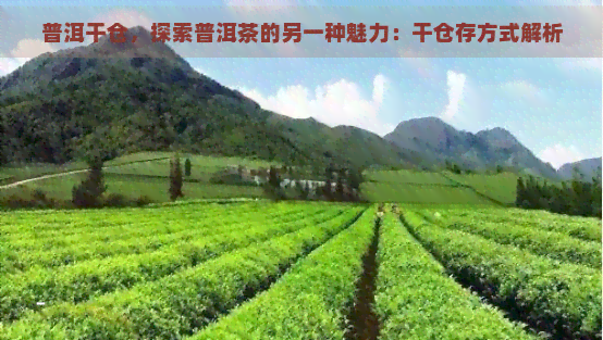 普洱干仓，探索普洱茶的另一种魅力：干仓存方式解析