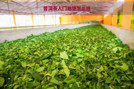 普洱茶入门地垫怎么选