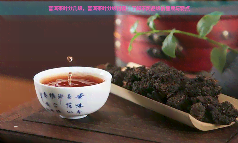 普洱茶叶分几级，普洱茶叶分级指南：了解不同品级的品质与特点