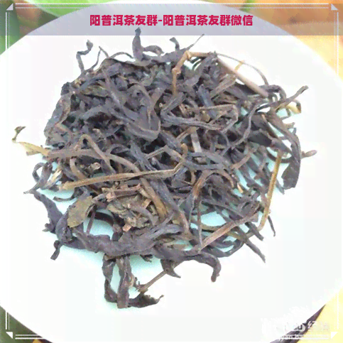 阳普洱茶友群-阳普洱茶友群微信