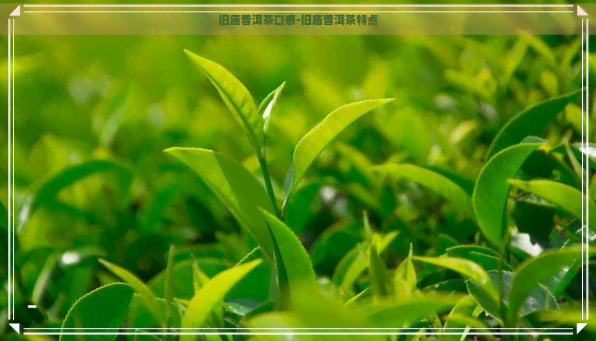 旧庙普洱茶口感-旧庙普洱茶特点