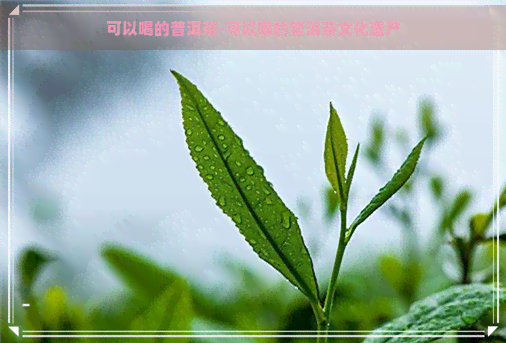 可以喝的普洱茶-可以喝的普洱茶文化遗产