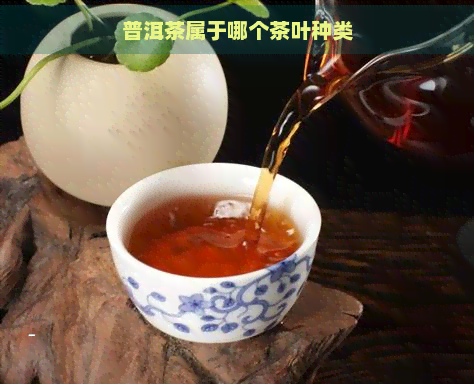 普洱茶属于哪个茶叶种类