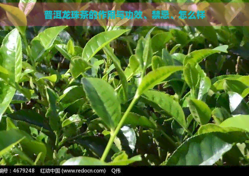 普洱龙珠茶的作用与功效、禁忌、怎么样