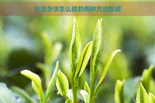 普洱茶饼怎么碎的两种方法图解