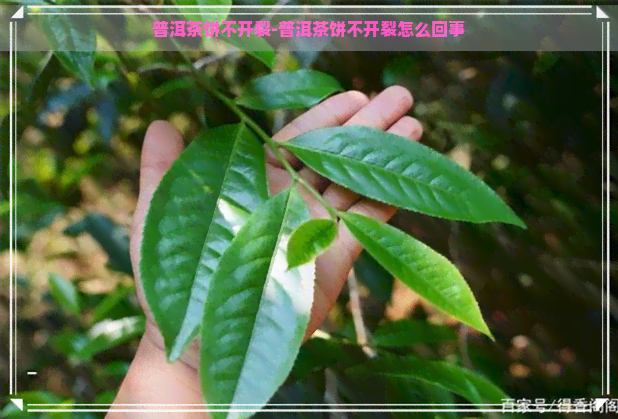 普洱茶饼不开裂-普洱茶饼不开裂怎么回事