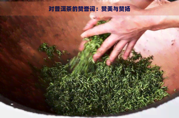 对普洱茶的赞誉词：赞美与赞扬