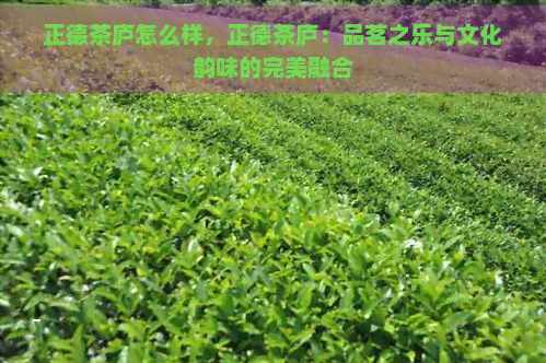 正德茶庐怎么样，正德茶庐：品茗之乐与文化韵味的完美融合