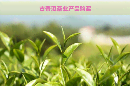 古普洱茶业产品购买