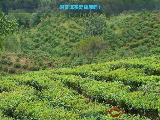 喝普洱茶爱放屁吗？