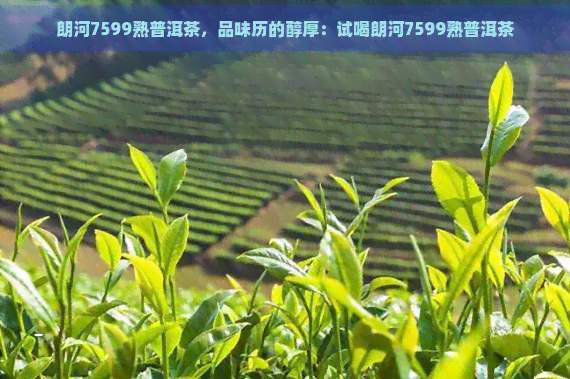 朗河7599熟普洱茶，品味历的醇厚：试喝朗河7599熟普洱茶