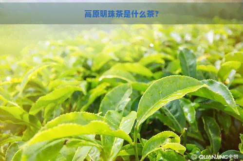 高原明珠茶是什么茶？