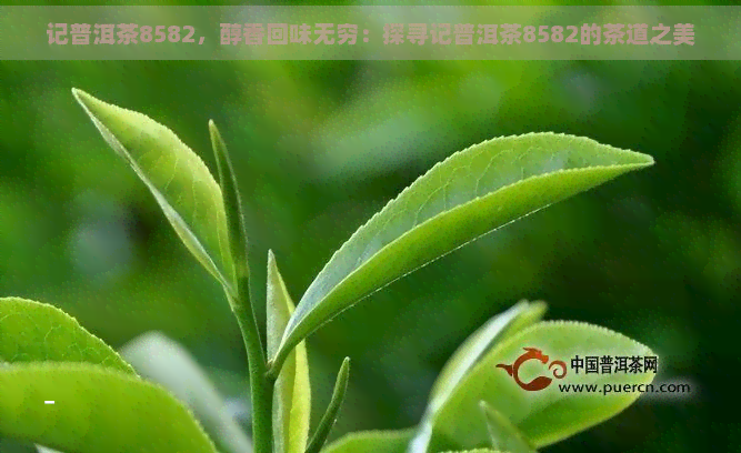 记普洱茶8582，醇香回味无穷：探寻记普洱茶8582的茶道之美