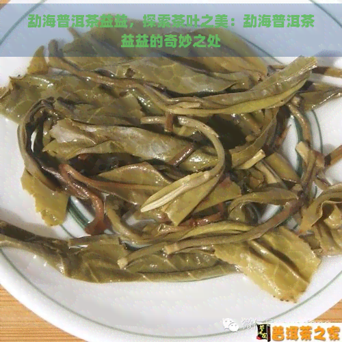 勐海普洱茶益益，探索茶叶之美：勐海普洱茶益益的奇妙之处