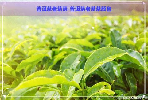 普洱茶老茶茶-普洱茶老茶茶颜色