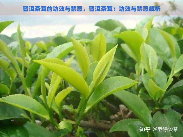 普洱茶茸的功效与禁忌，普洱茶茸：功效与禁忌解析