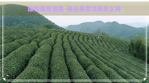 瑞松茶普洱茶-瑞松茶普洱茶怎么样