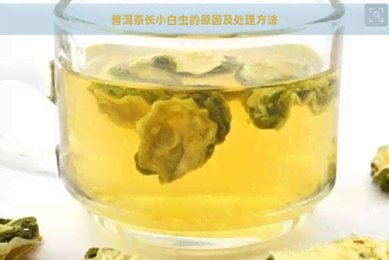 普洱茶长小白虫的原因及处理方法