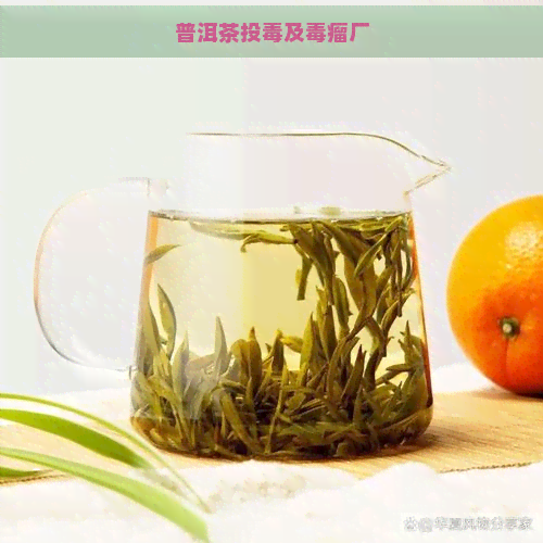 普洱茶投及瘤厂