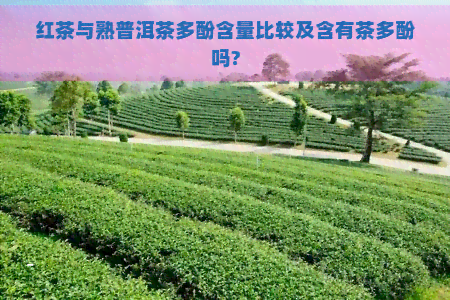 红茶与熟普洱茶多酚含量比较及含有茶多酚吗?