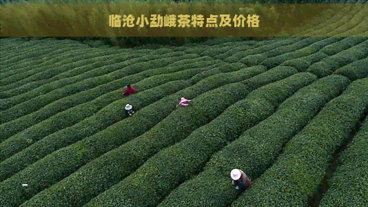 临沧小勐峨茶特点及价格