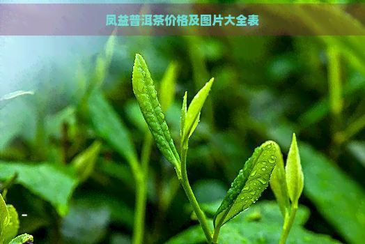 凤益普洱茶价格及图片大全表