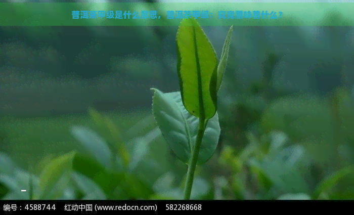 普洱茶甲级是什么意思，普洱茶甲级：究竟意味着什么？