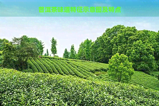 普洱茶味道特征示意图及特点