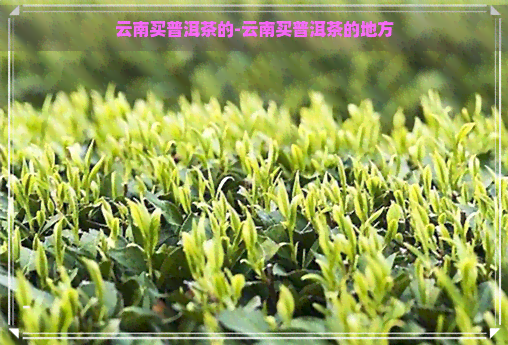 云南买普洱茶的-云南买普洱茶的地方