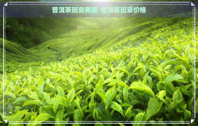 普洱茶班章典藏-普洱茶班章价格