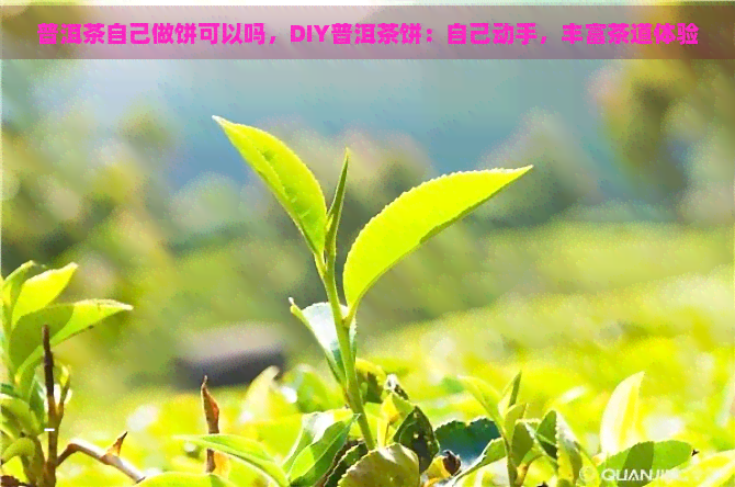 普洱茶自己做饼可以吗，DIY普洱茶饼：自己动手，丰富茶道体验