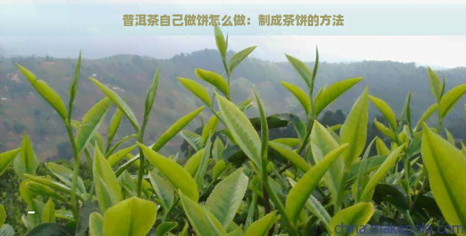 普洱茶自己做饼怎么做：制成茶饼的方法