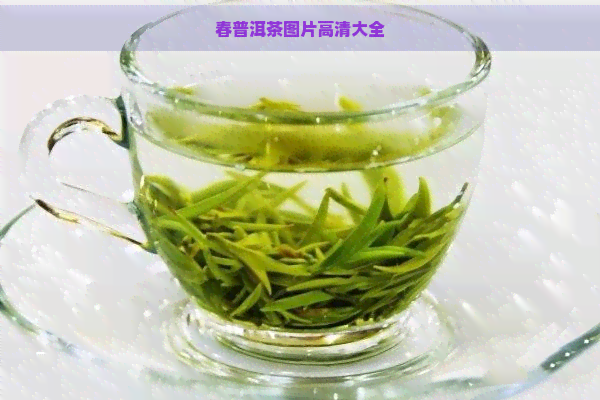 春普洱茶图片高清大全