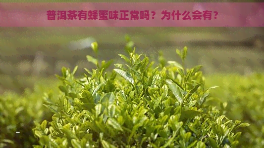 普洱茶有蜂蜜味正常吗？为什么会有？