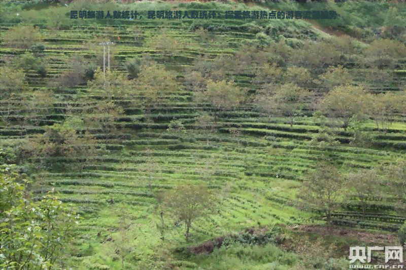 昆明旅游人数统计，昆明旅游人数统计：探索旅游热点的游客流量趋势