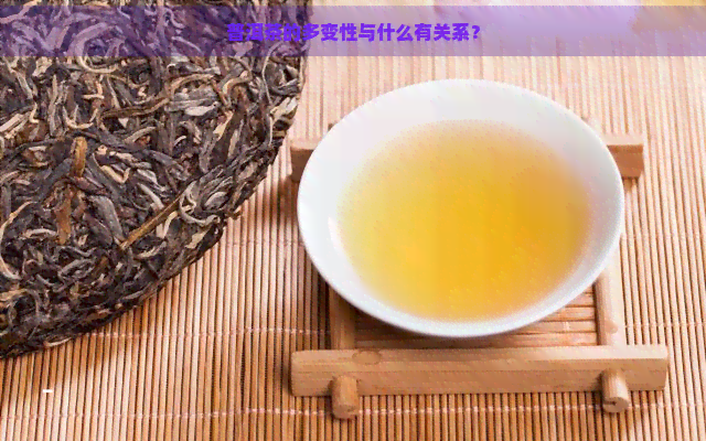 普洱茶的多变性与什么有关系？